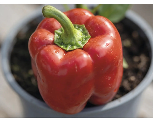 Rote Paprika in einem Topf mit Erde