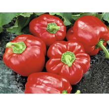 Cinq poivrons rouges brillants avec des tiges et des feuilles vertes.
