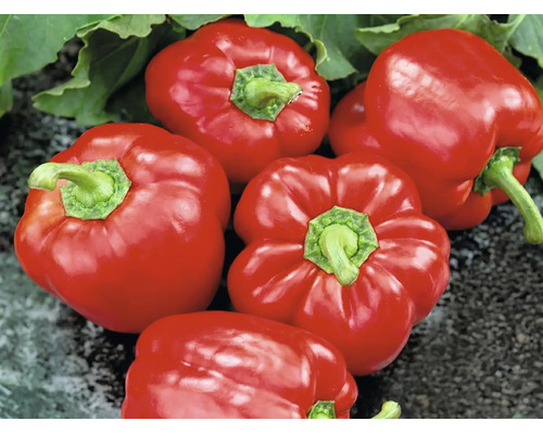 Cinq poivrons rouges brillants avec des tiges et des feuilles vertes.
