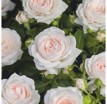 Gros plan de roses épanouies aux pétales rose clair et blancs avec des feuilles vertes.