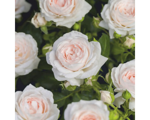 Gros plan de roses épanouies aux pétales rose clair et blancs avec des feuilles vertes.