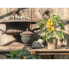 Poivron snack aux fruits jaunes en pot à côté d'urnes rustiques et d'une figurine d'ange dans un jardin lumineux.