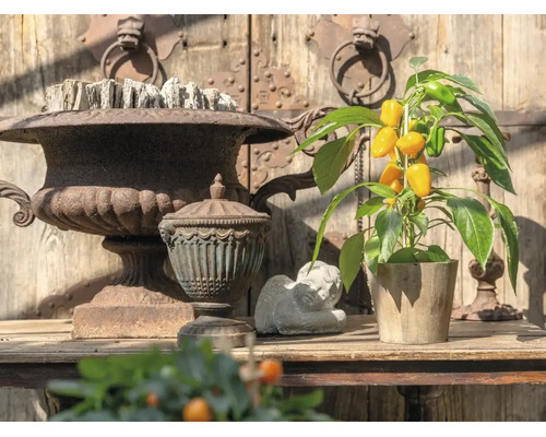 Poivron snack aux fruits jaunes en pot à côté d'urnes rustiques et d'une figurine d'ange dans un jardin lumineux.