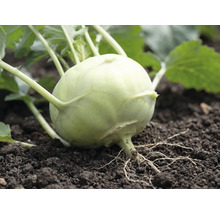 Gros plan d'un plant de chou-rave dans la terre avec feuilles et racines visibles.