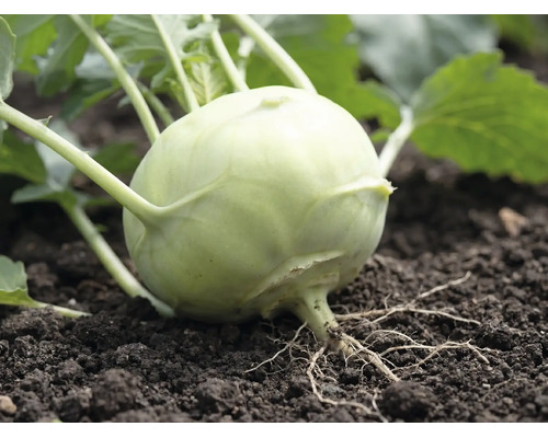 Gros plan d'un plant de chou-rave dans la terre avec feuilles et racines visibles.