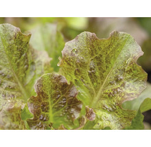 Gros plan de feuilles frisées de la laitue à couper Lollo Rosso avec des teintes vertes et rouge-brun.