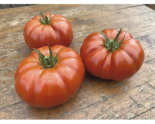 Trois grandes tomates charnues rouges et côtelées sur une surface en bois.