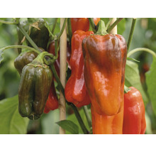 Poivrons sur une plante avec des tuteurs en bois.