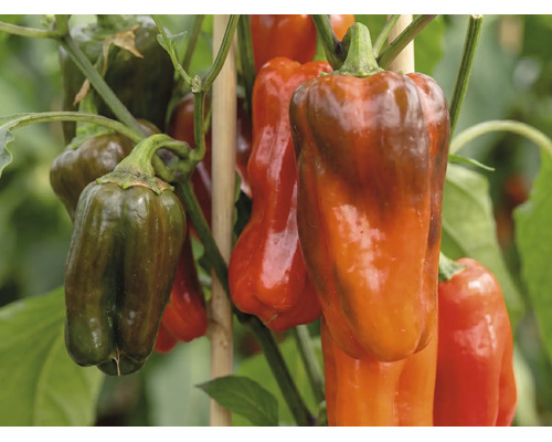 Poivrons sur une plante avec des tuteurs en bois.