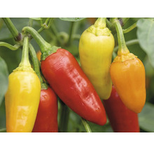 Piments à différents stades de maturité sur la plante.