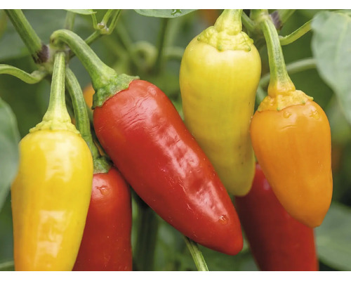 Piments à différents stades de maturité sur la plante.