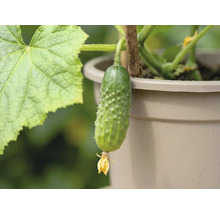 Petit concombre épineux avec une fleur sur un plant en pot avec un tuteur.