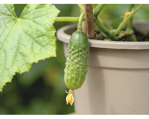 Petit concombre épineux avec une fleur sur un plant en pot avec un tuteur.