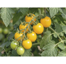 Tomates cerises jaunes sur la grappe de la plante de tomate avec des feuilles vertes.
