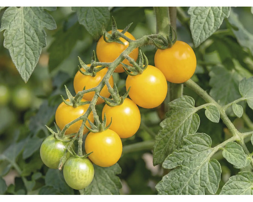 Tomates cerises jaunes sur la grappe de la plante de tomate avec des feuilles vertes.