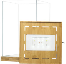 Glasterrarium mit Bambussockel und integrierter LED-Beleuchtung im Bambusdeckel.