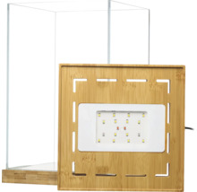 Glasterrarium mit LED-Pflanzenlampe und Bambusdeckel.