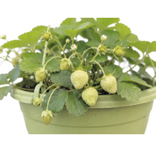 Fraisier bio suspension FloraSelf Bio suspension Ø 27 cm, fraisier retombant