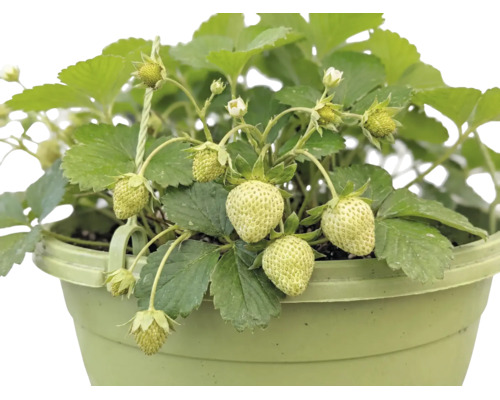 Fraisier bio suspension FloraSelf Bio suspension Ø 27 cm, fraisier retombant