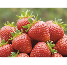 Fraises rouges fraîches et mûres avec des sépales verts.