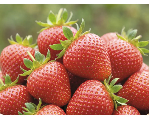 Fraises rouges fraîches et mûres avec des sépales verts.