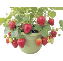 Fraisier bio suspension FloraSelf Bio suspension Ø 20 cm, fraisier retombant