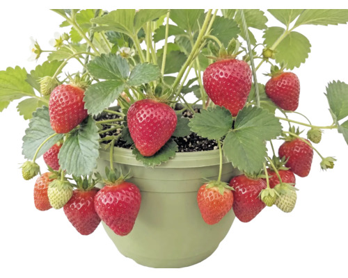 Fraisier bio suspension FloraSelf Bio suspension Ø 20 cm, fraisier retombant