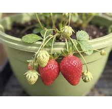Fraisier avec des fraises rouges mûres et vertes non mûres dans un pot de fleurs en plastique vert.