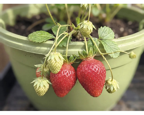 Fraisier avec des fraises rouges mûres et vertes non mûres dans un pot de fleurs en plastique vert.