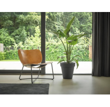 Modernes helles Zimmer mit einer großen grünen Pflanze im dunkelgrauen Topf und einem braunen Ledersessel vor einer Glasfront zum grünen Garten.