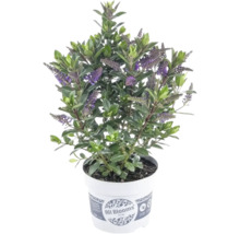 Plante Hebe avec feuilles vertes et fleurs violettes dans un pot en plastique blanc.