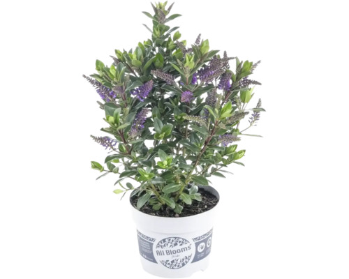 Plante Hebe avec feuilles vertes et fleurs violettes dans un pot en plastique blanc.