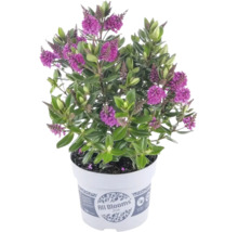 Véronique arbustive Hebe avec fleurs violettes dans un pot en plastique blanc avec All Blooms Logo.