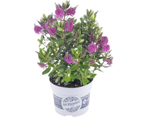 Véronique arbustive Hebe avec fleurs violettes dans un pot en plastique blanc avec All Blooms Logo.