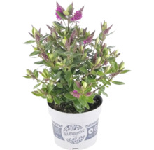Véronique arbustive Hebe All Blooms en pot avec fleurs violettes.
