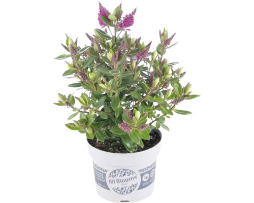 Véronique arbustive Hebe All Blooms en pot avec fleurs violettes.