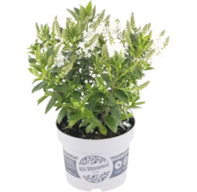 Véronique arbustive Hebe avec des épis de fleurs blanches et des feuilles vertes dans un pot blanc All Blooms.
