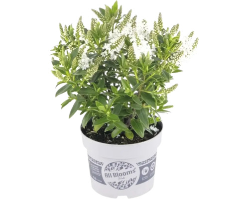 Véronique arbustive Hebe avec des épis de fleurs blanches et des feuilles vertes dans un pot blanc All Blooms.