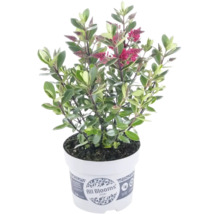 Véronique arbustive Hebe All Blooms avec feuilles vertes et épis de fleurs roses dans un pot en plastique blanc.