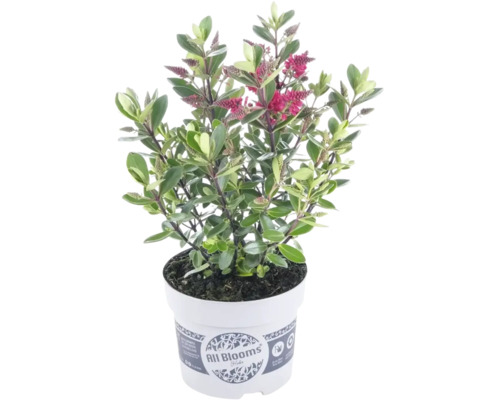 Véronique arbustive Hebe All Blooms avec feuilles vertes et épis de fleurs roses dans un pot en plastique blanc.
