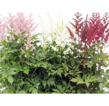 Astilbe en fleurs de différentes couleurs avec un feuillage vert.