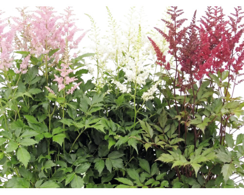 Astilbe en fleurs de différentes couleurs avec un feuillage vert.