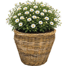 Pflanzkorb Leah Pure Sami Naturfaser Ø 37 cm H 31 cm grau braun