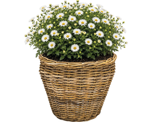 Pflanzkorb Leah Pure Sami Naturfaser Ø 37 cm H 31 cm grau braun