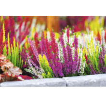 Blattschmuckheide FloraSelf Calluna vulgaris 'High Five' Ø 13 cm Topf