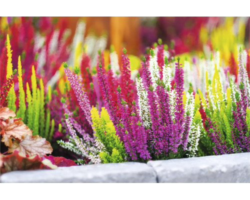 Blattschmuckheide FloraSelf Calluna vulgaris 'High Five' Ø 13 cm Topf