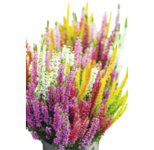 Blattschmuckheide FloraSelf Calluna vulgaris 'High Five' Ø 13 cm Topf