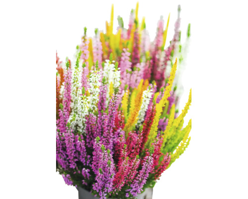Blattschmuckheide FloraSelf Calluna vulgaris 'High Five' Ø 13 cm Topf