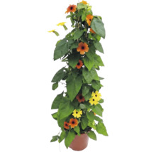 Thunbergia alata en pot, plante grimpante avec des fleurs orange et jaunes au cœur noir.