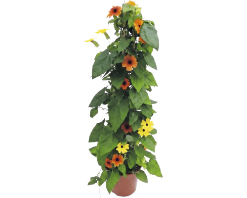 Thunbergia alata en pot, plante grimpante avec des fleurs orange et jaunes au cœur noir.
